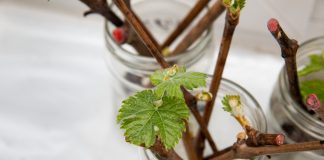 Клоны вокруг нас: разбираемся в нюансах вегетативного размножения растений