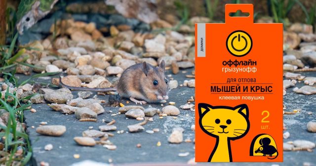 «Одноразовая» клеевая ловушка-домик Оффлайн «Одноразовая» клеевая ловушка-домик Оффлайн