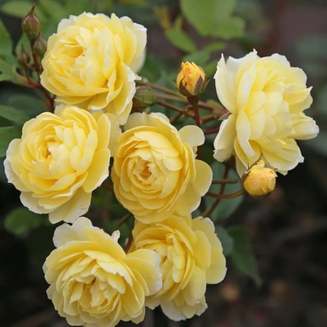 «Лемон Силуэтта» ('Lemon Siluetta') «Лемон Силуэтта» ('Lemon Siluetta')