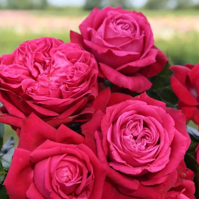 «Руби Кисс» ('Ruby Kiss') «Руби Кисс» ('Ruby Kiss')
