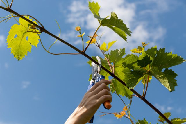 Обязательные этапы ухода за виноградом в начале лета