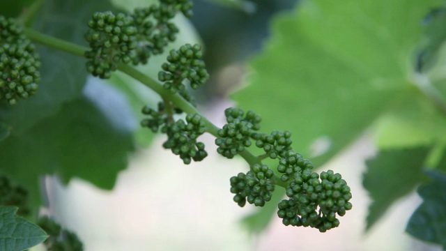 Как только на некоторых побегах определятся кисточки, нужно будет с кустом основательно поработать