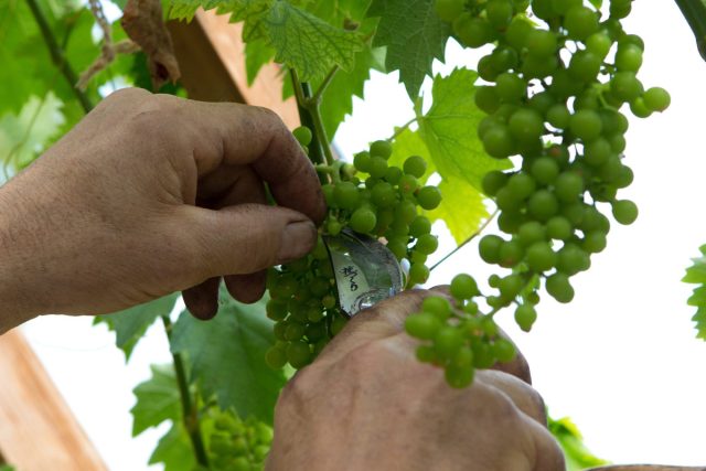 При укорачивании пасынков выбираются те, что не затеняют кисти