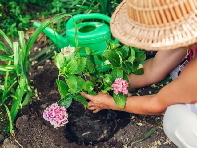 Как и для других декоративных кустарников, гортензиям перед посадкой необходимо подготовить посадочную яму. Как и для других декоративных кустарников, гортензиям перед посадкой необходимо подготовить посадочную яму.