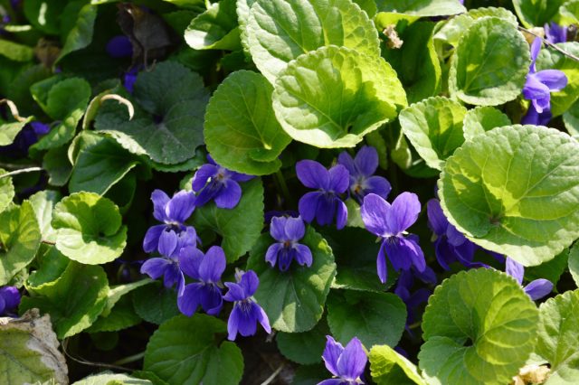 Позабытая фиалка душистая — возвращаем в сад нежность и аромат