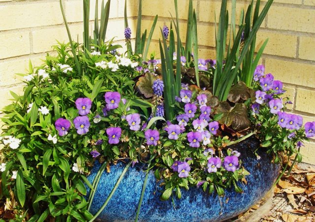 Лучше всего, чтобы осенью и ранней весной, фиалки получали больше солнечного света
