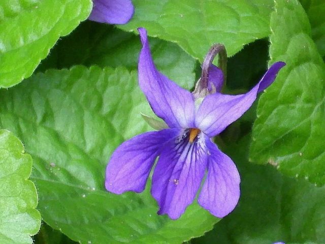 Фиалка душистая «Квин Шарлотта» (Viola odorata 'Queen Charlotte')