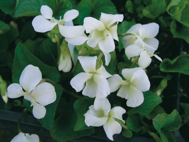 Фиалка душистая «Альба» (Viola odorata 'Alba')