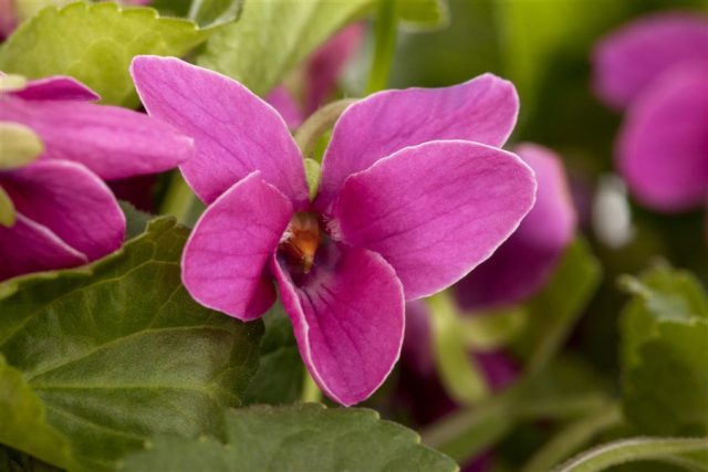 Фиалка душистая «Мелани» (Viola odorata 'Melanie')