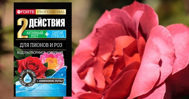 Обязательно несколько раз за сезон вносите подкормки, используйте Удобрение водорастворимое Для пионов и роз с аминокислотами. Обязательно несколько раз за сезон вносите подкормки, используйте Удобрение водорастворимое Для пионов и роз с аминокислотами.