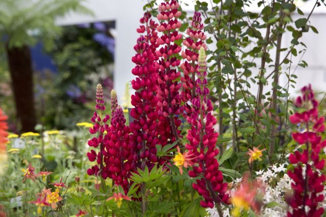 Люпин «Май Кастл» ('My Castle').