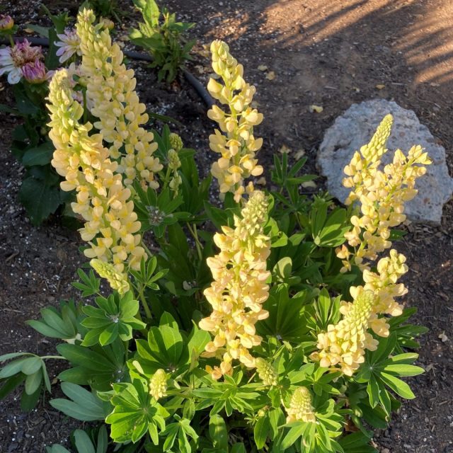 Люпин «Галлери Еллоу» ('Gallery Yellow').