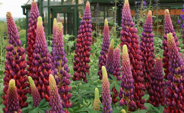 Люпин «Мастерпис» ('Masterpiece').