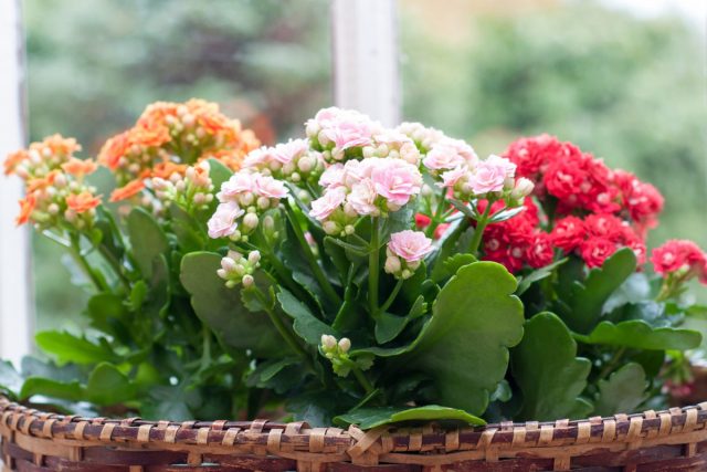 Знаменитый «зеленый доктор» каланхоэ (Kalanchoe), также предпочитает расти со стесненными корнями, и его не следует часто пересаживать. Знаменитый «зеленый доктор» каланхоэ (Kalanchoe), также предпочитает расти со стесненными корнями, и его не следует часто пересаживать.