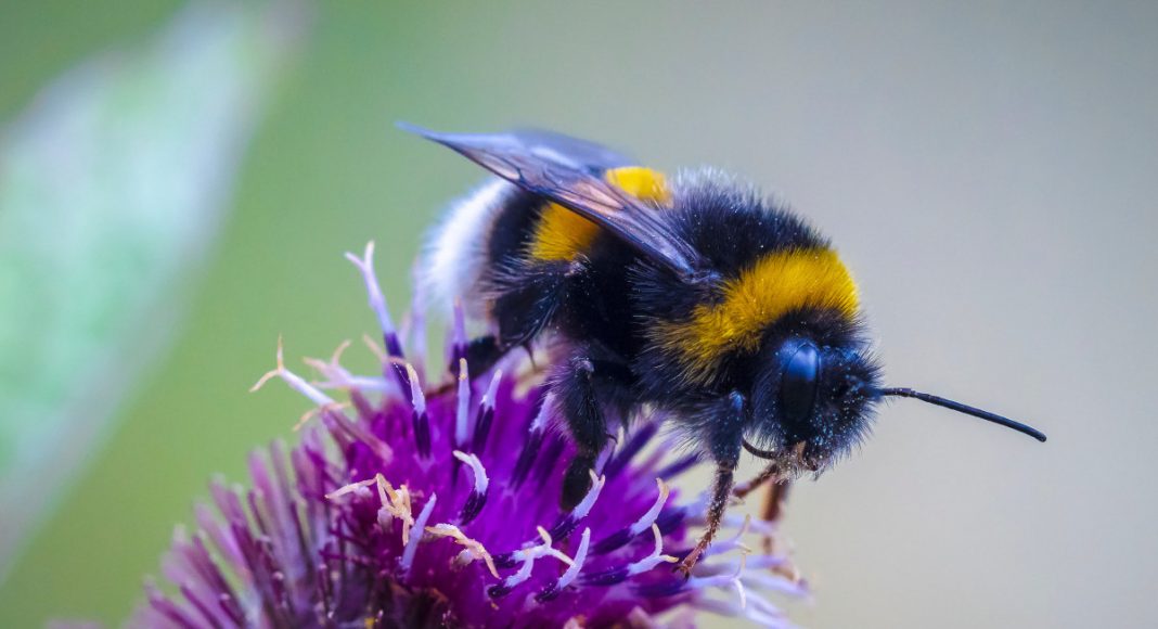 10 удивительных фактов о шмелях, которых вы не знали 10 удивительных фактов о шмелях, которых вы не знали