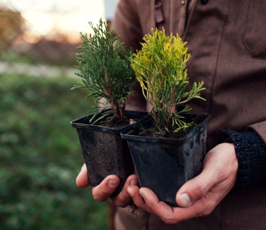 Главные ошибки при уходе за туями