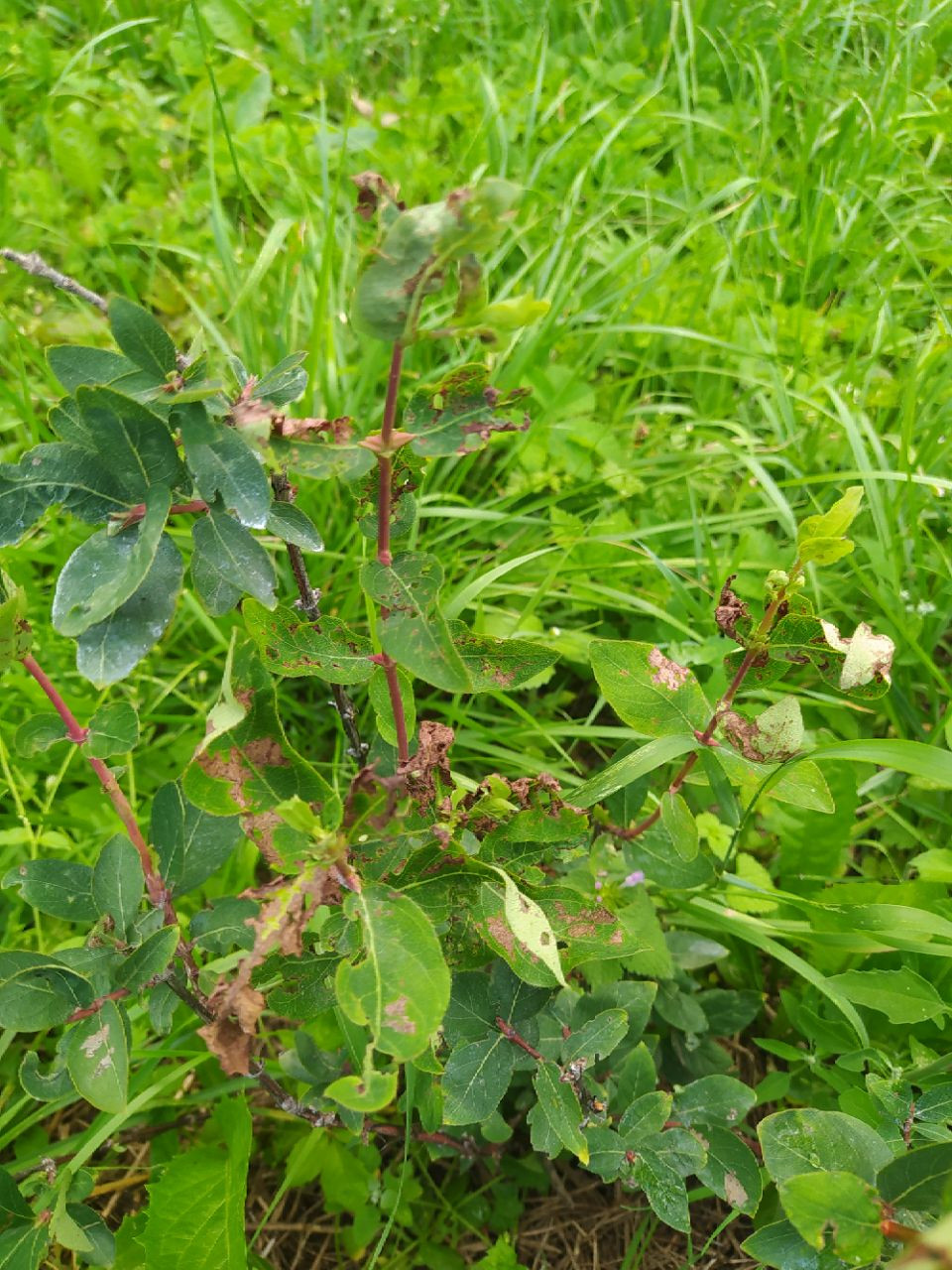 img_20240713_085801_470