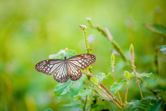 Как ленивые садоводы могут спасти популяцию бабочек. Как ленивые садоводы могут спасти популяцию бабочек.