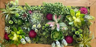Комнатные растения для исполнения желаний