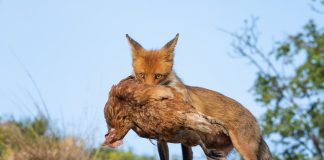 Кто убивает кур? Защищаем птицу от хищных животных - Животные Кто съел курицу: защищаем птицу от хищных животных