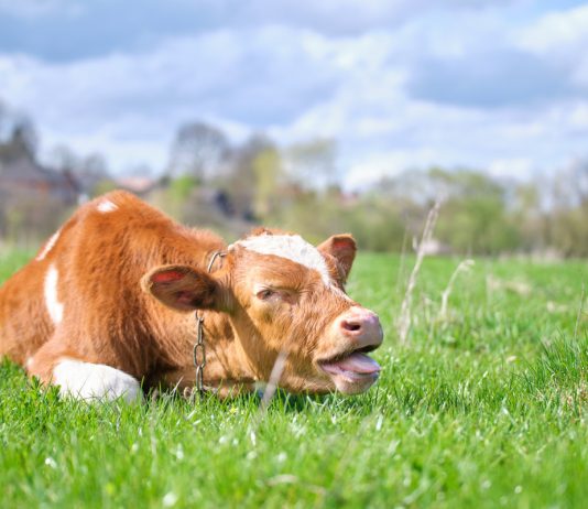 Первая помощь при вздутии у коров и коз — опасность зеленой травы - Козы, овцы и другой мелкий рогатый скот Первая помощь при вздутии у коров и коз — опасность зеленой травы