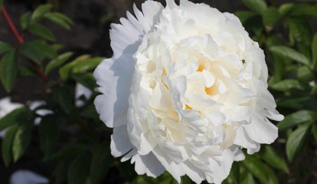 Пион молочноцветковый «Сноу Принцесс», или «Снежная принцесса» (Paeonia lactiflora ’Snow Princess’).