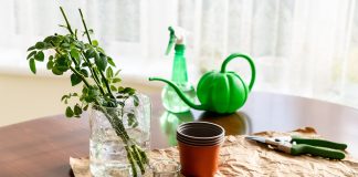 Учимся черенковать розы — как обеспечить лучшую приживаемость