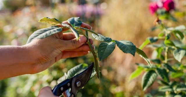 Черенкование больше подходит для плетистой, полиантовой, миниатюрной розы и флорибунд. Черенкование больше подходит для плетистой, полиантовой, миниатюрной розы и флорибунд.