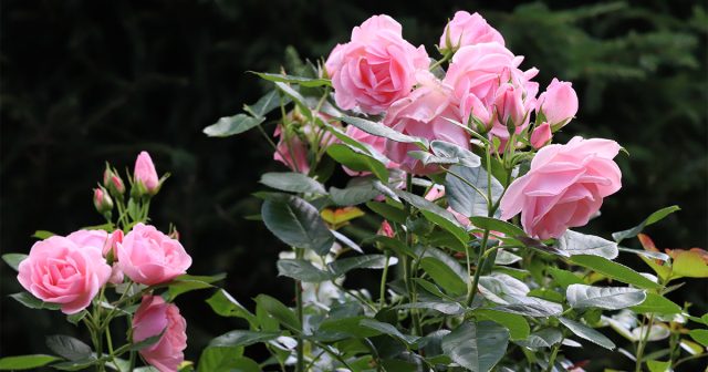 Сигналом к летнему черенкованию служит появление первых бутонов. Сигналом к летнему черенкованию служит появление первых бутонов.