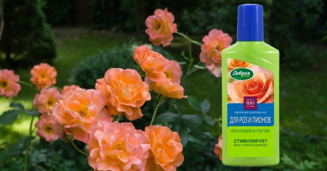 Для ранних подкормок можно использовать ОМУ Для роз Добрая сила. Для ранних подкормок можно использовать ОМУ Для роз Добрая сила.