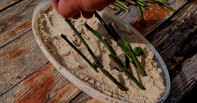 В саду можно организовать для черенков отдельную школку или мини-парник. В саду можно организовать для черенков отдельную школку или мини-парник.