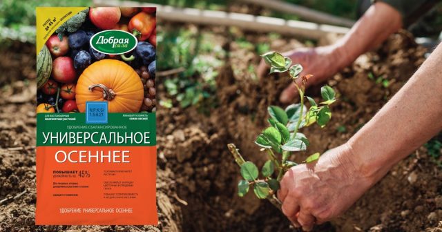 Перед высадкой перекапываем гряды, вносим качественную разрыхляющую органику, а также удобрение Универсальное Лето-Осень. Перед высадкой перекапываем гряды, вносим качественную разрыхляющую органику, а также удобрение Универсальное Лето-Осень.