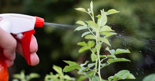 Дальнейший осенний уход за укоренёнными черенками ничем не отличается от ухода за взрослыми кустами. Дальнейший осенний уход за укоренёнными черенками ничем не отличается от ухода за взрослыми кустами.