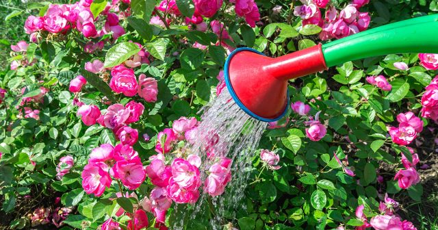 Если под каждое растение выливать 15-20 л воды, то старые кусты можно поливать раз в неделю даже в самую жару. Если под каждое растение выливать 15-20 л воды, то старые кусты можно поливать раз в неделю даже в самую жару.