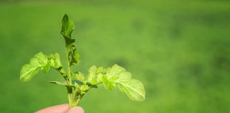 Сидераты незаменимы — все о пользе главных растительных помощников