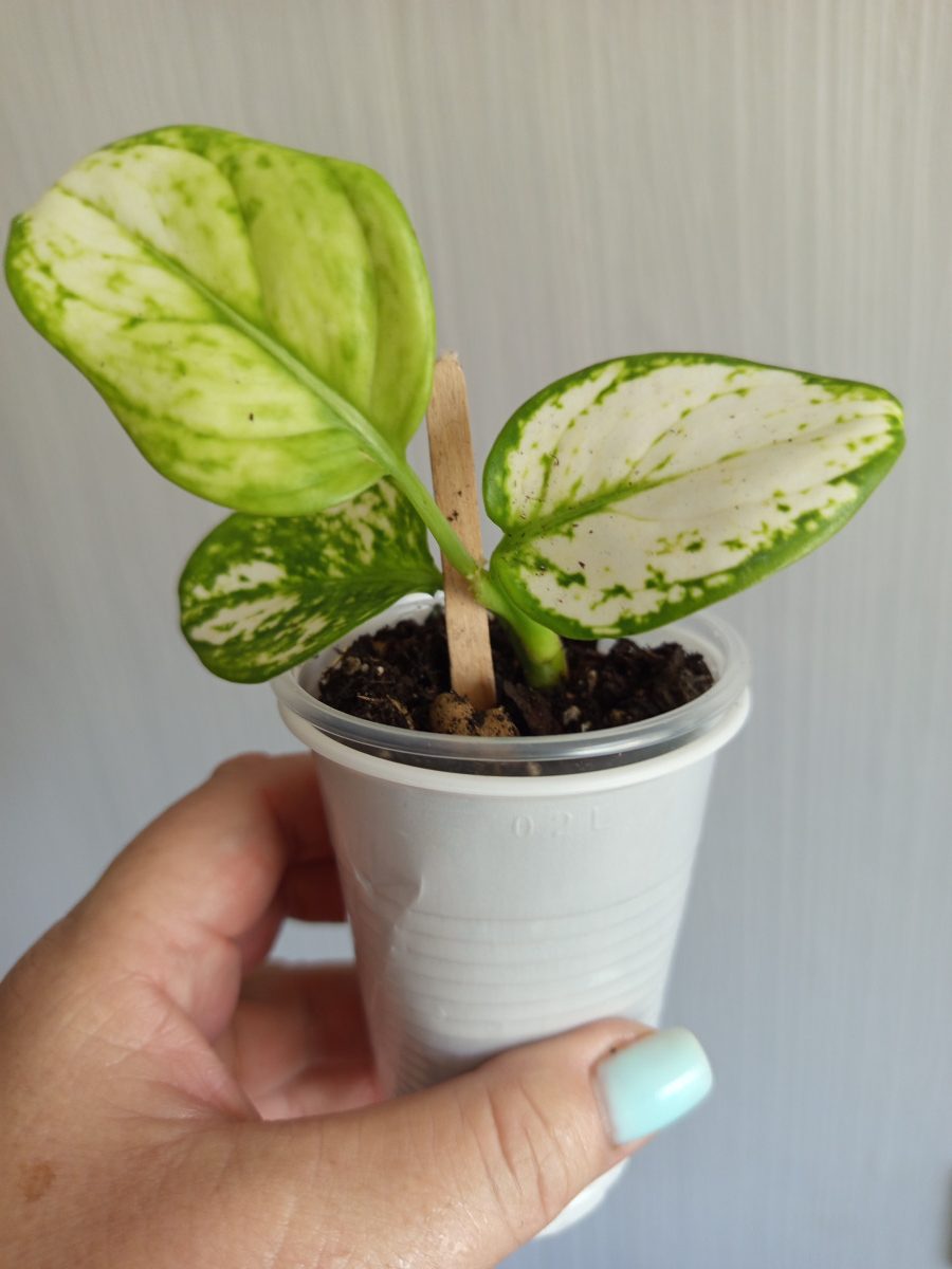 img_20240824_131435-1