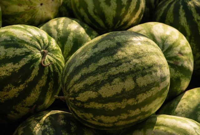 Круглые арбузы, как правило, имеют более сладкий вкус, а овальные более водянистые (если это не сортовой признак). Круглые арбузы, как правило, имеют более сладкий вкус, а овальные более водянистые (если это не сортовой признак).