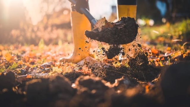 После сбора урожая землю важно отблагодарить – внести минеральные удобрения или навоз и перекопать, не разбирая комьев. После сбора урожая землю важно отблагодарить – внести минеральные удобрения или навоз и перекопать, не разбирая комьев.