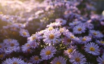 Настоящие многолетние астры — что на самом деле растет в вашем цветнике? Настоящие многолетние астры — что на самом деле растет в вашем цветнике?