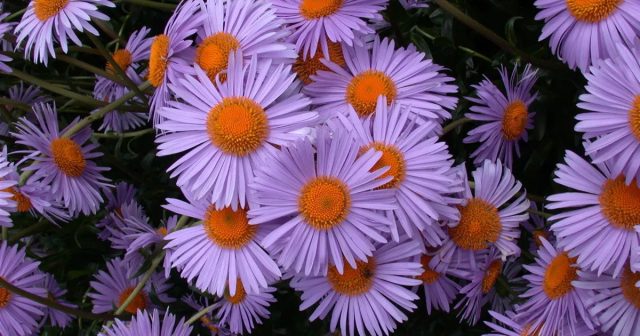 Астра голубоватая "Вартбургштерн" (Aster tongolensis 'Wartburgstern'). Астра голубоватая "Вартбургштерн" (Aster tongolensis 'Wartburgstern').