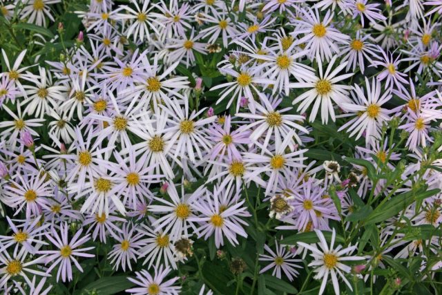 Астра пиренейская "Лютеция" (Aster pyrenaeus 'Lutetia'). Астра пиренейская "Лютеция" (Aster pyrenaeus 'Lutetia').