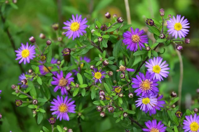Астра агератовидная "Эзо Мурасаки" (Aster ageratoides 'Ezo Murasaki'). Астра агератовидная "Эзо Мурасаки" (Aster ageratoides 'Ezo Murasaki').