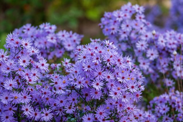 Астра татарская "Джиндал" (Aster tataricus 'Jindal'). Астра татарская "Джиндал" (Aster tataricus 'Jindal').