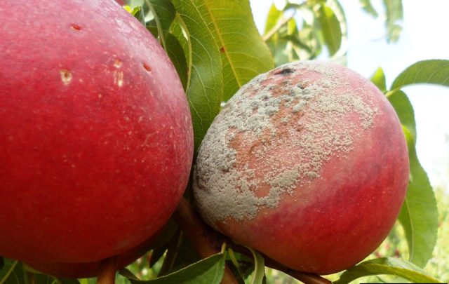 Наиболее распространенботритис серый (Botrytis cinerea), он поражает широкий спектр плодов, включая виноград, клубнику, томаты и перец. Наиболее распространенботритис серый (Botrytis cinerea), он поражает широкий спектр плодов, включая виноград, клубнику, томаты и перец.