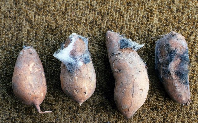 Ризопусную гниль вызывает грибок Rhizopus stolonifera. Ризопусную гниль вызывает грибок Rhizopus stolonifera.