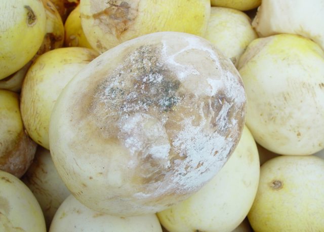 Кислая гниль (Geotrichum candidum) характеризуется мелким белым мицелием, водянистой, мягкой гнилью с небольшим отслаиванием кожицы. Кислая гниль (Geotrichum candidum) характеризуется мелким белым мицелием, водянистой, мягкой гнилью с небольшим отслаиванием кожицы.