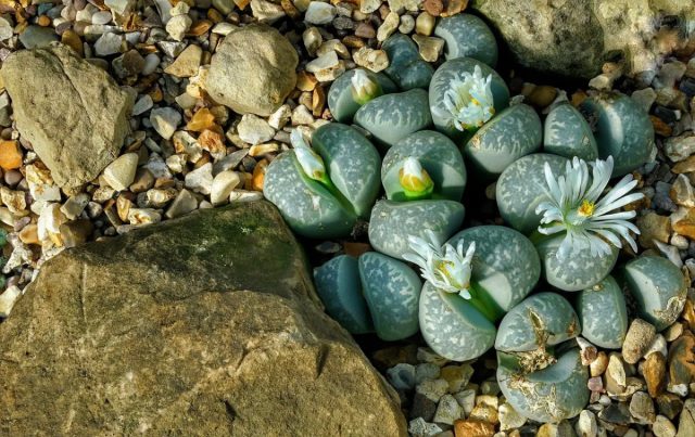Встречаются литопсы (Lithops) в каменистых пустынях и с виду похожи на камни. Встречаются литопсы (Lithops) в каменистых пустынях и с виду похожи на камни.