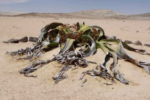 Самое необычное в вельвичии удивительной (Welwitschia mirabilis), что она имеет листья, которые растут в течение всей жизни растения и никогда не опадают. Самое необычное в вельвичии удивительной (Welwitschia mirabilis), что она имеет листья, которые растут в течение всей жизни растения и никогда не опадают.