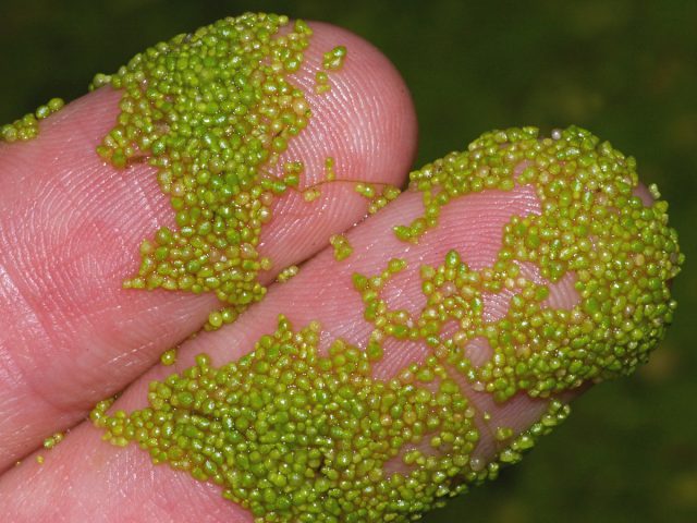 Вольфия бескорневая (Wolffia arrhiza) самое маленькое из всех растений, она плавает на поверхности воды, поскольку не имеет корней. Вольфия бескорневая (Wolffia arrhiza) самое маленькое из всех растений, она плавает на поверхности воды, поскольку не имеет корней.