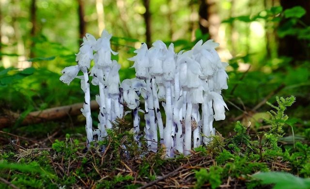 Подъельник одноцветковый (Monotropa uniflora) называют "призраком" или "трубкой-призраком" за его необычную белую или светло-розовую окраску. Подъельник одноцветковый (Monotropa uniflora) называют "призраком" или "трубкой-призраком" за его необычную белую или светло-розовую окраску.